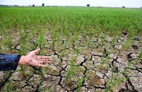 خشکسالی به 102 هزار تن محصولات زراعی آذربایجان شرقی خسارت زد