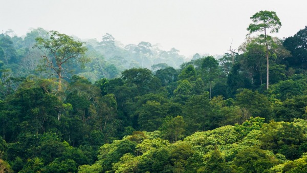 در فرایند جنگل‌ها چه می‌گذرد؛ جنگل یا بهشت طبیعت مستلزم محافظت همگانی