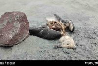 عقاب خفته در دریاچه مرده