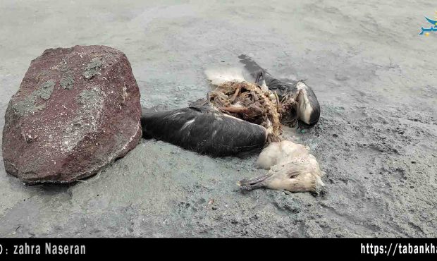 عقاب خفته در دریاچه مرده