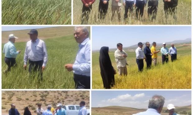 اجرای عملیات کشاورزی حفاظتی در 420 هزار هکتار از اراضی آذربایجان شرقی