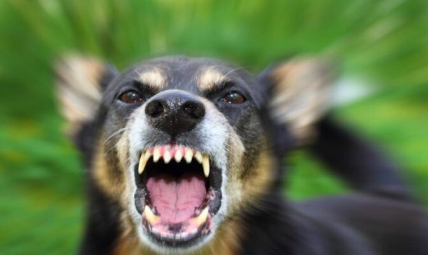 مصدومیت 19 نفر بر اثر حمله سگ هار در مرند و اهر