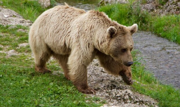 شکارچی خرس قهوه ای در کلیبر جریمه شد