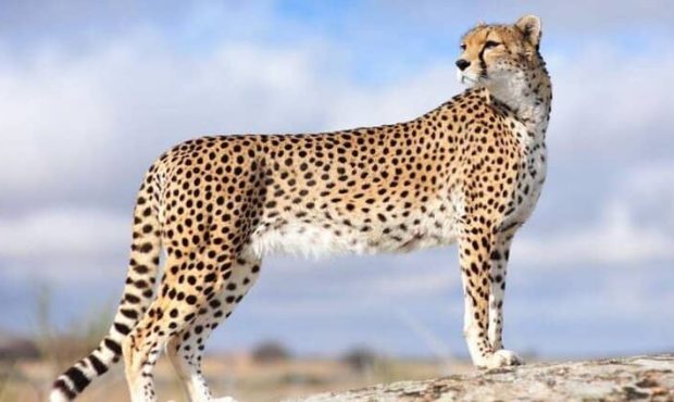 تلاشها برای حفاظت از یوز ایرانی به کجا رسید؟ تلاشها برای حفاظت از یوز ایرانی به کجا رسید؟
