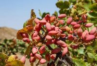 برداشت پسته در آذربایجان شرقی ۲۴ درصد افزایش یافته است