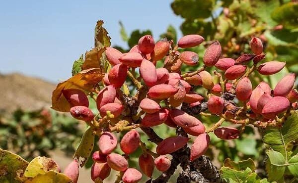 برداشت پسته در آذربایجان شرقی ۲۴ درصد افزایش یافته است برداشت پسته در آذربایجان شرقی ۲۴ درصد افزایش یافته است